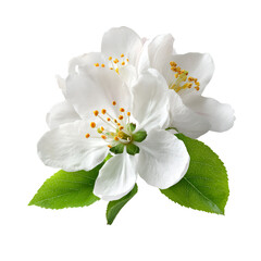 Fototapeta premium Delicate Apple Blossoms Isolated on Black Background,