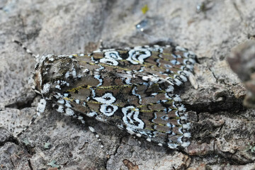Closeup on a colorful owlet moth, Lamprosticta culta on a piece of wood