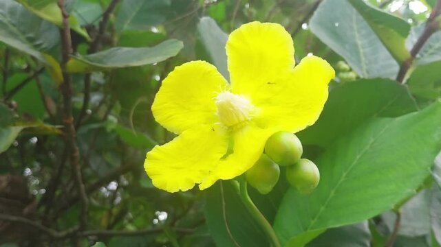 Close-Up of Dillenia Suffritucosa flower with Ant Crawling on Petals in Nature