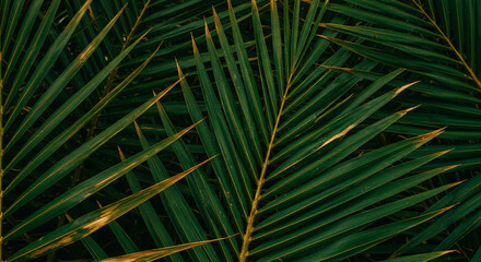 Obraz premium Lush Green Palm Fronds Tropical Plant Texture Background