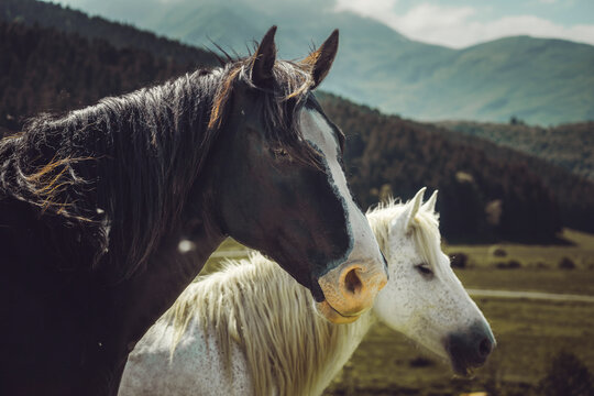 cheval de trait