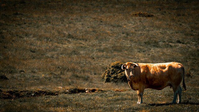 vache gasconne