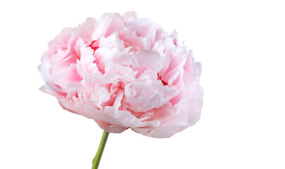 Peony flower isolated on white background, elegant design. Beautiful blooming one pink peony flower head, bud, close up, macro shot, cut out