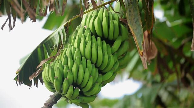 A bunch of unripe green bananas hanging from a tree branch.