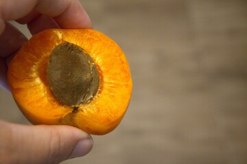 One half apricot with seed in hand close up.
