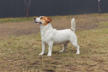 Alert jack russell terrier standing on grass in a garden natural setting on grey fence