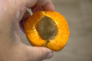 One half apricot with seed in hand close up.