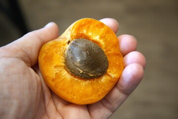 One half apricot with seed in hand close up.