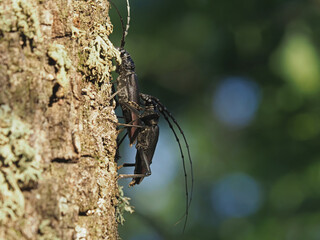 Pair of the great capricorn beetle or cerambyx longicorn mating, Cerambyx cerdo