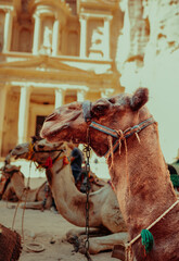 Decorated Camels Resting in the Desert of Petra, Jordan