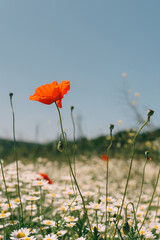Chamomile Poppy Flower: Field of daisies blooms in spring, landscape scenery view against blue sky.