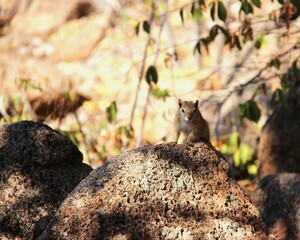 Squirrel in the woods