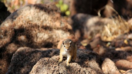 Squirrel sitting on a rock