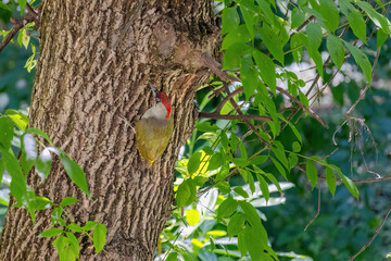 european green woodpecker perching in a tree