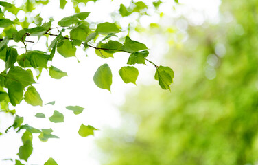 Background of nature green leaves