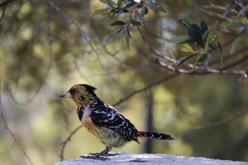 Redbreast scanning the landscape