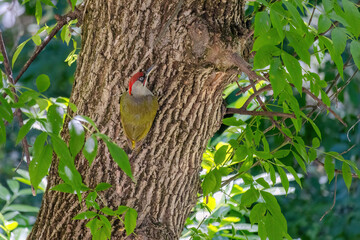 european green woodpecker perching in a tree