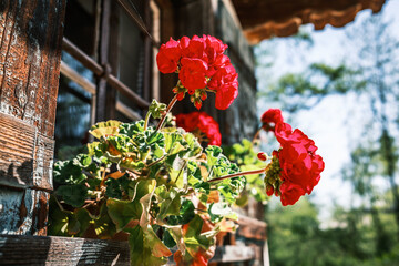 Bright sunny day with potted plants by the window in a cozy room surrounded by nature in the...