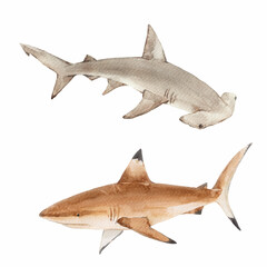 Watercolor hammerhead and reef shark illustration. Realistic ocean predators hand drawn clipart for marine life design, kids decor, educational projects, and underwater-themed artwork.
