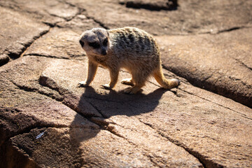 meerkat sitting rock brown 