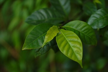 Vibrant green leaves with delicate veins and new growth foliage plant