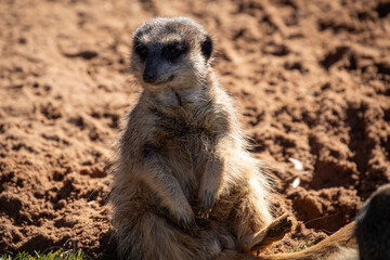 meerkat sitting rock brown 