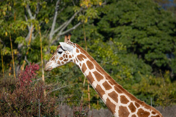 tall giraffe amongst trees blue sky