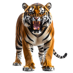 Fototapeta premium Roaring Bengal tiger with open mouth and extended claws, dynamic action pose, transparent background PNG