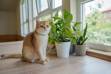 The British cat is a golden chinchilla. A cat sits on a laminate near indoor plants.