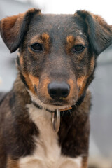 Homeless dog in the shelter. Dog waiting for adoption in animal shelter.