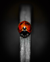 A ladybug (Coccinellidae) in the center of the frame, clinging to a dark, vertical surface. The ladybug's shiny, red-orange shell is visible, with distinctive black markings that form a unique pattern