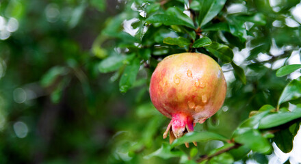 Unripe pomegranate fruit on the tree