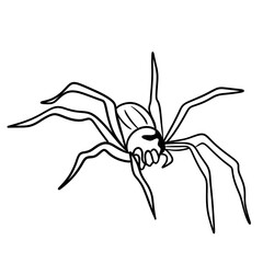 Halloween Spider
