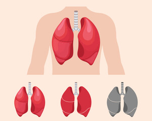 Human lungs anatomy vector illustration 

