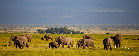 Manada de Elefantes en la Vasta Sabana de Kenia al Atardecer