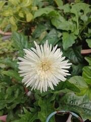A beautiful white flower in full bloom with delicate petals adorned by fresh raindrops, surrounded...