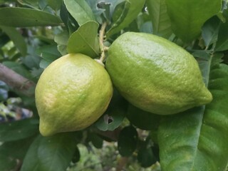 Fresh Green Limes Growing on Tree With Vibrant Foliage in Lush Garden
