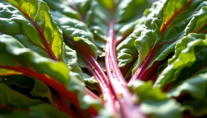 photorealistic swiss chard, macro detail, lush green leaves, vibrant red stems, sunlit, prismatic world, gold accents, polished gleam, motion blur, healthy food , high resolution.