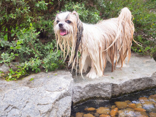 Joyful long-haired dog playing in the water.