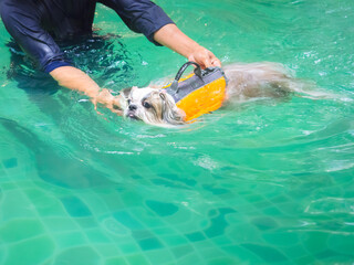 Shih Tzu dog swimming in pool with owner.