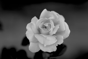 Beautiful rose in monochrome