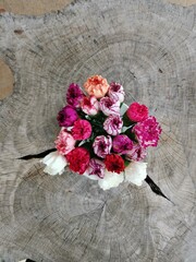 color of Dianthus Caryophyllus flower blossom on wood background