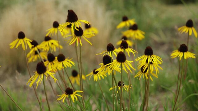Yellow Coneflower Echinacea Paradoxa with a field of Yellow Coneflowers blurred in the background