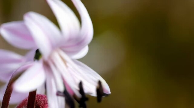 Close up of delicate two pink scilla flowers with white petals and dark stamens blooming during springtime season against blurry background