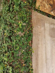 Ficus Pumila foliage and flows on wood background