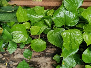 Piper betle or Piperaceae herb on background