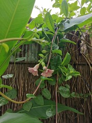 Allamanda flower blooming and flow on leaves background
