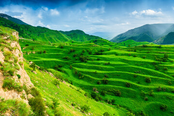 Beautiful view of green slope of terraced mountain with rain in mountains in background. North...