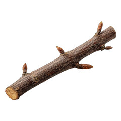 A small, brown, cut branch with small buds against a black background