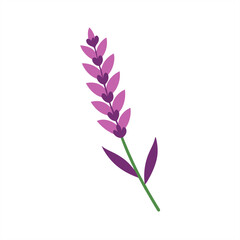 Elegant Heather Flower Illustration on Transparent Background for Web and Graphic Design